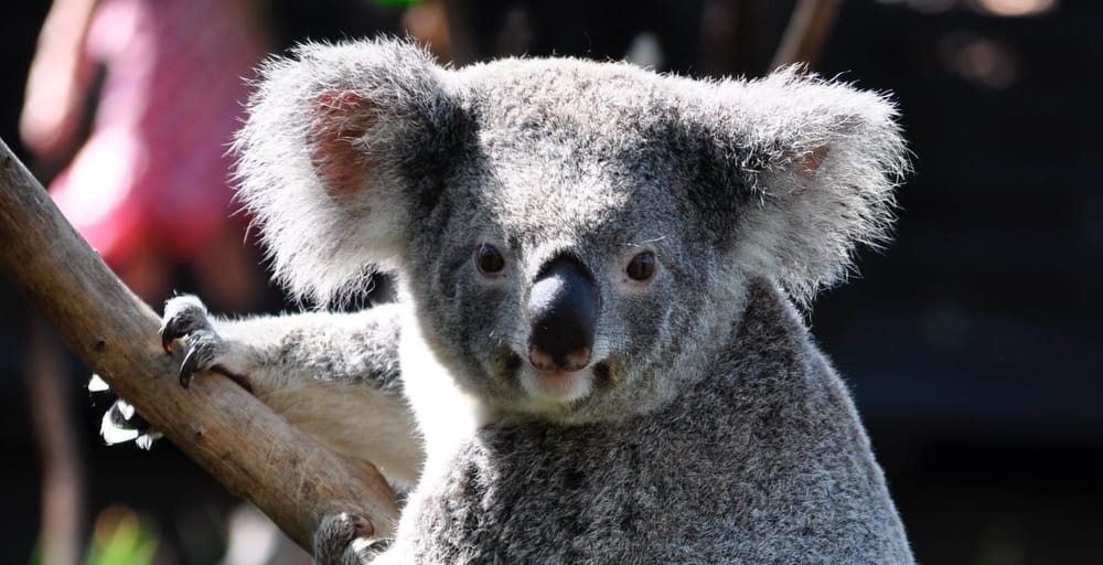 #72 Beginner: Wie gut sind Blog Post Generatoren? Koala Writer Test post image